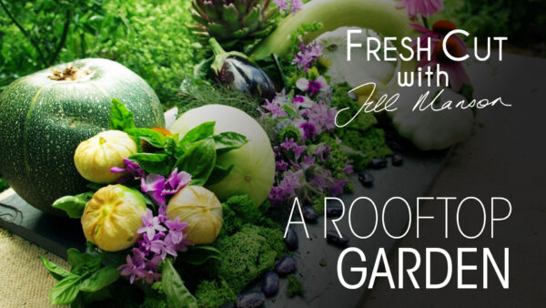 A Rooftop Garden | Fresh Cut