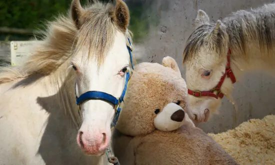 5-Month-Old Colt Covered in Feces Saved From Neglectful Keepers, Makes Amazing Transformation After Rescue