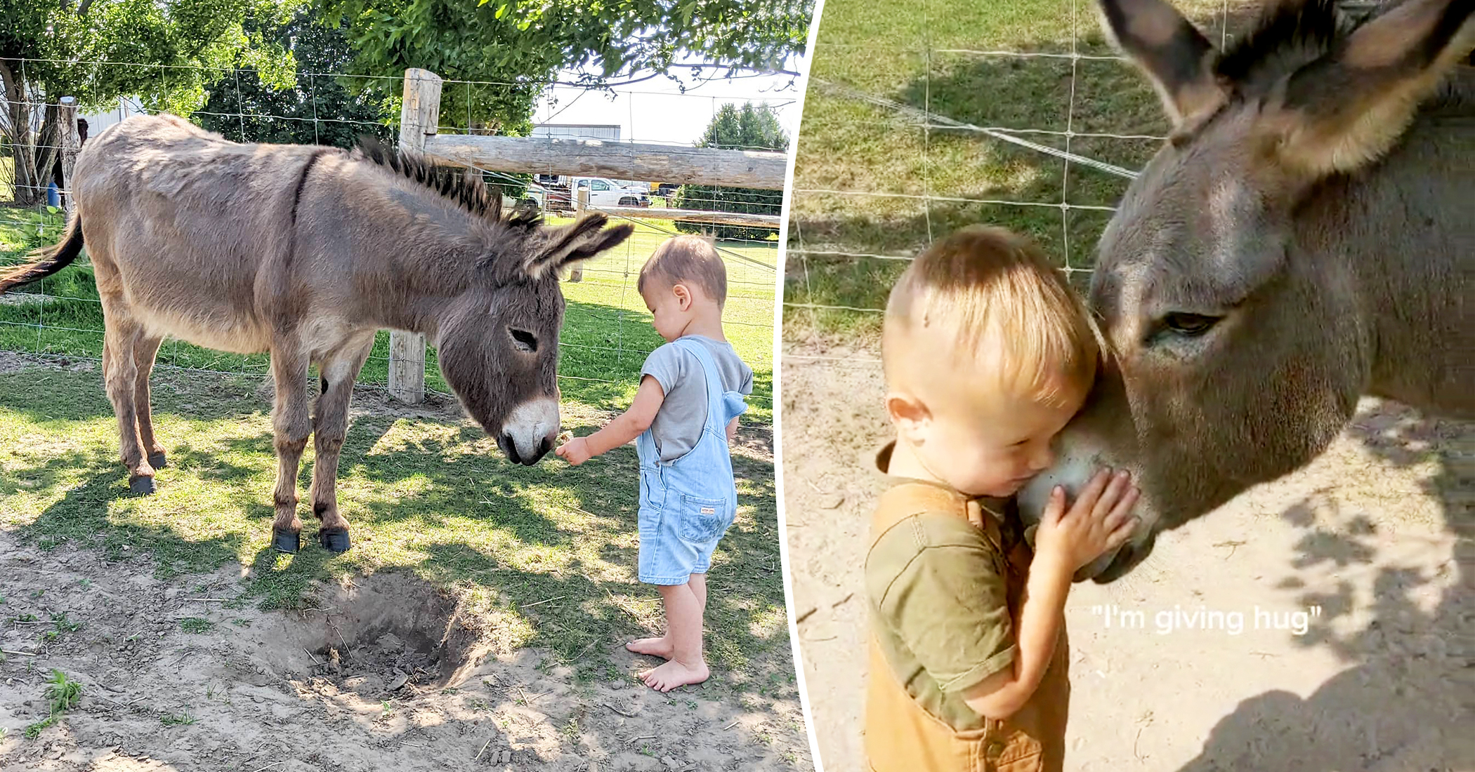 3-Year-Old Canadian Farm Boy Forms Friendship With Donkey—And Their Sweet Bond Is Too Cute - Vimarsana News