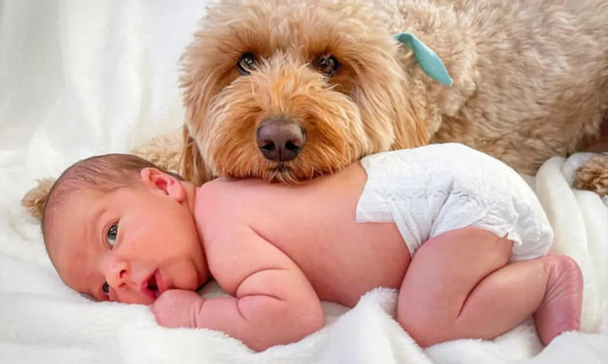(Courtesy of Bentley The Goldendoodle Puppy)