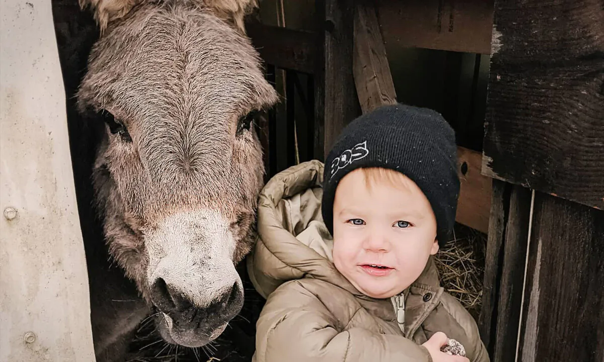 (Courtesy of Alpaca Farm)