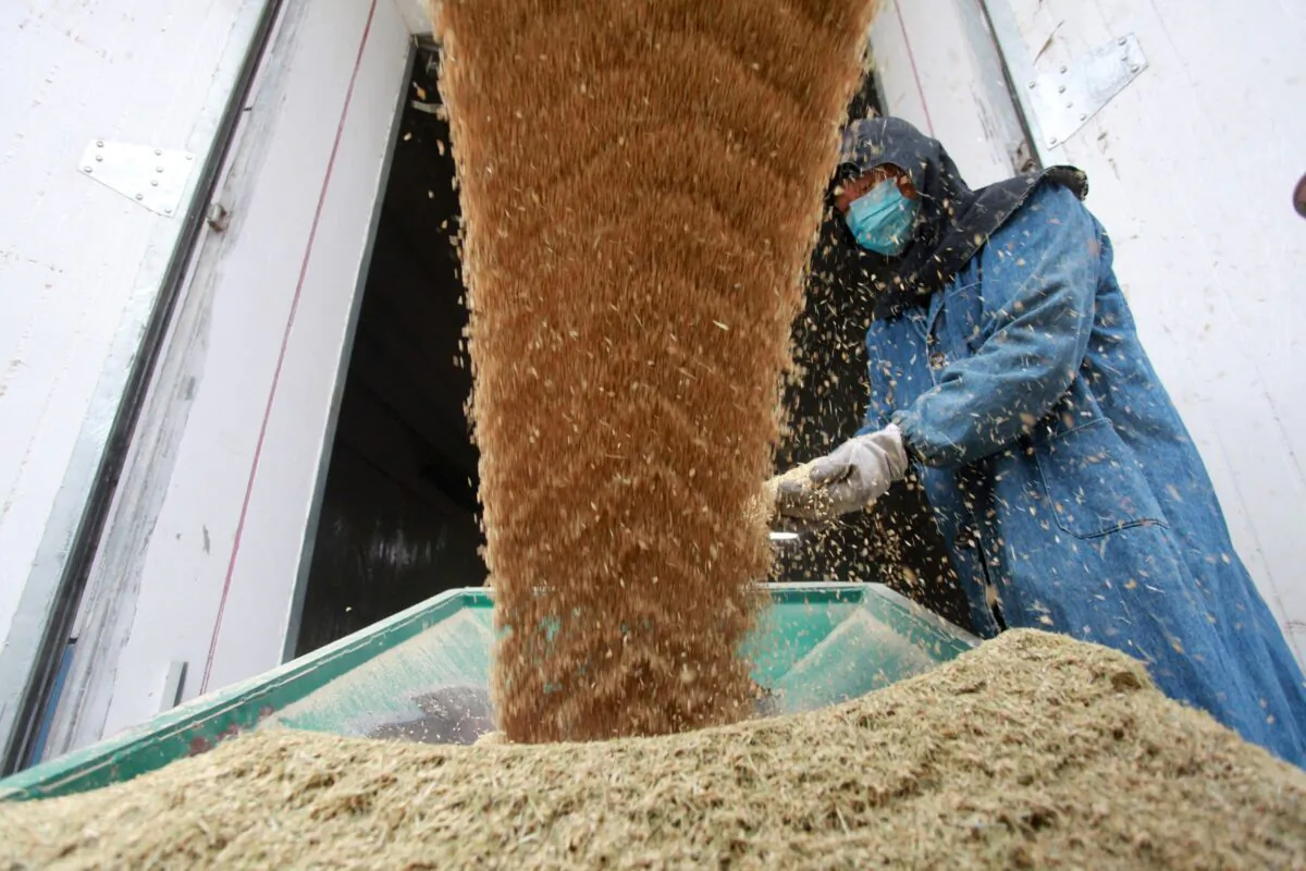 A worker next to a machine transporting newly harvested paddy grains to a storage warehouse in Yangzhou, Jiangsu Province, China, on Oct. 25, 2019. (Stringer/Reuters)