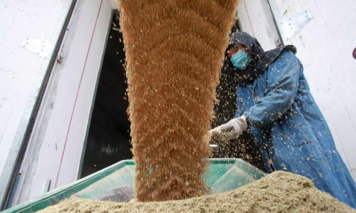 A worker next to a machine transporting newly harvested paddy grains to a storage warehouse in Yangzhou, Jiangsu Province, China, on Oct. 25, 2019. (Stringer/Reuters)