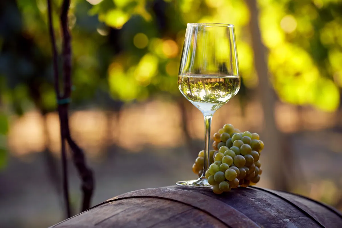 It takes a degree just to master the basics of winemaking, but here is a crash course. (Rostislav_Sedlacek/Shutterstock)