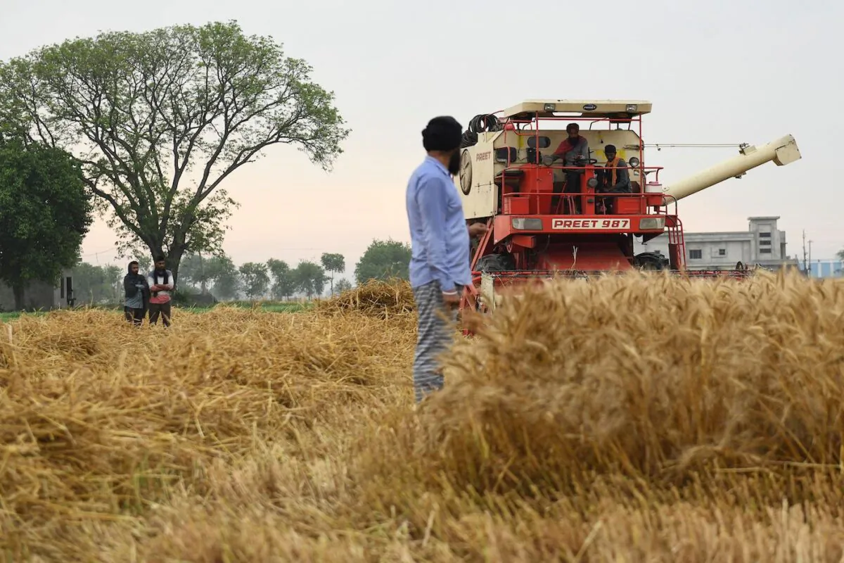 A farmer harvests a wheat crop at Attari village near the India–Pakistan Wagah border, about 35 kilometers from Amritsar on April 22, 2021. (Narinder Nanu/AFP via Getty Images)