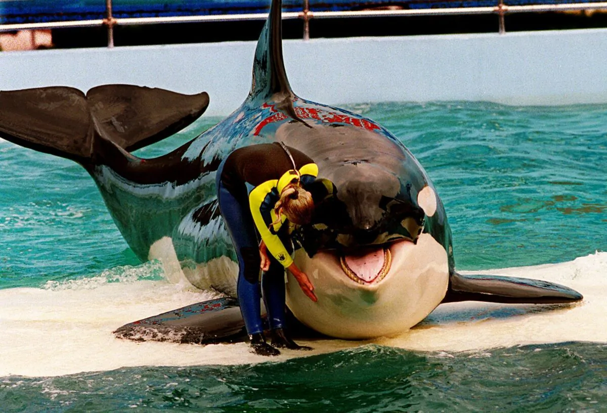 Trainer Marcia Hinton pets Lolita, a captive orca whale, during a performance at the Miami Seaquarium in Miami on March 9, 1995. (Nuri Vallbona/Miami Herald via AP)