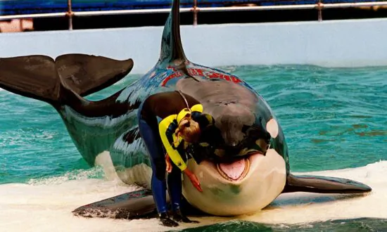Miami Seaquarium Ending Shows With Aging Orca Lolita