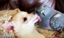 VIDEO: Flightless, Starving Pigeon Rescued From Parking Lot Adorably Befriends Disabled Puppies at Shelter
