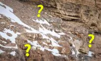 Photographer Snaps Nearly Invisible ‘Ghost Cats’; Can You Spot the Snow Leopards Hidden in the Mountains?