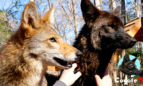 Coyote Who Played With Neighborhood Dogs Is United With One of His Own at Wildlife Sanctuary