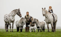 A Group of Horses, Ponies, and Dog Look Identical With Their Matching Black Spots