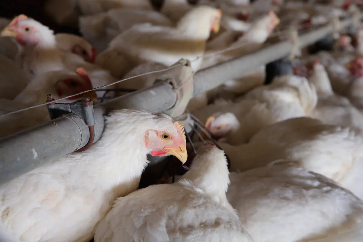 Chickens gather around a feeder at a farm in Osage, Iowa, on Aug. 9, 2014. (Scott Olson/Getty Images)