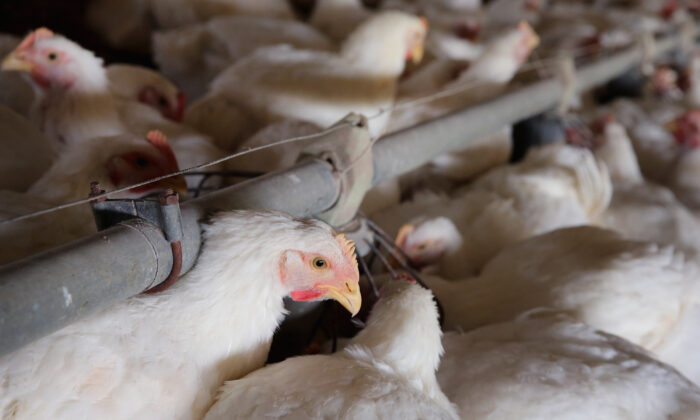 Biden Admin Considers Mass Poultry Vaccination—Full Story Here
