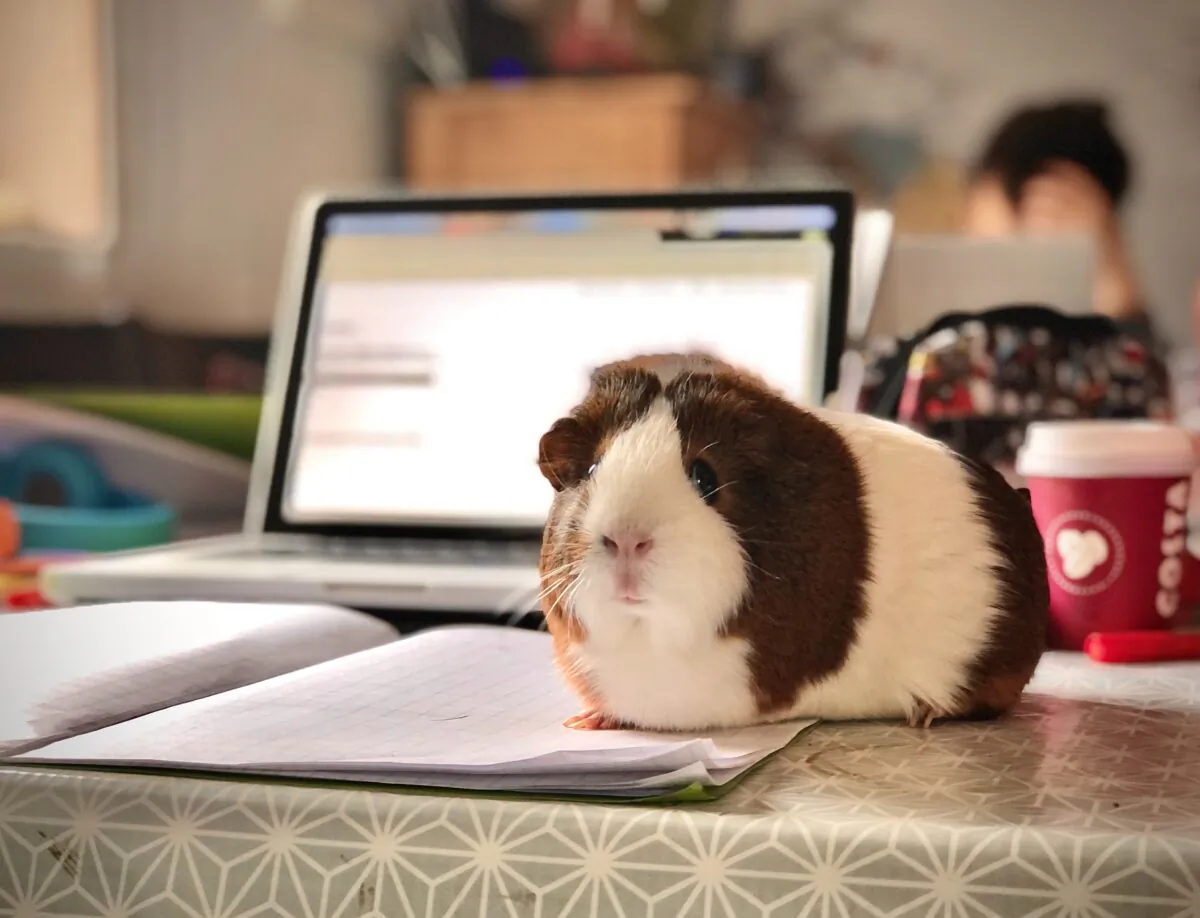 A guinea pig sits on homework during homeschooling. (Dan Barrett/Unsplash)
