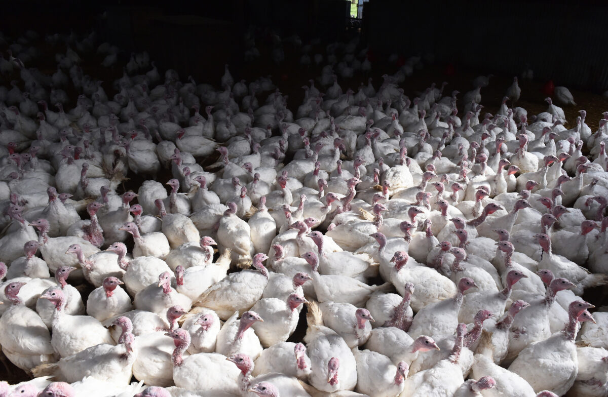Bird Flu Confirmed in Northwest Iowa Commercial Turkey Flock