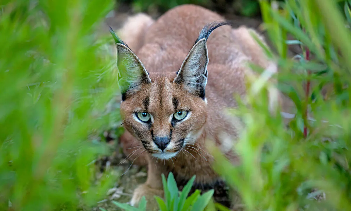 Photos: Rare Sighting of Caracal Kitten Caught on Camera Up Close