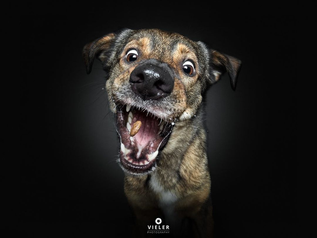 Humorous Photos of Dogs Catching Flying Treats