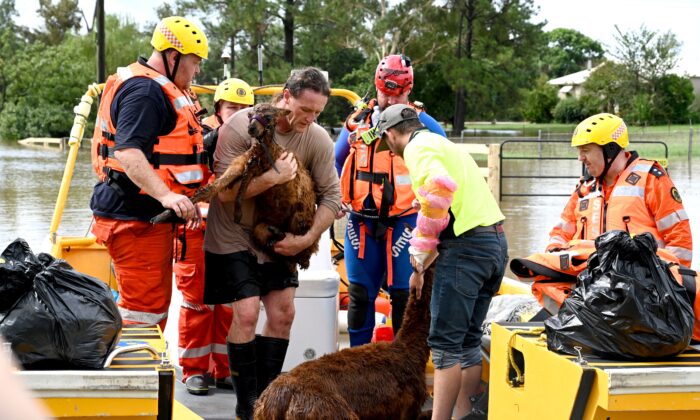 Volunteers from the State Emergency Service (SES) rescue a llama from a flooded farm house in western Sydney, Australia, on March 3, 2022. (Muhammad Farooq/AFP via Getty Images)