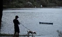 ‘Horrifying’ Screams in Alleged Hit and Run Over Dogs
