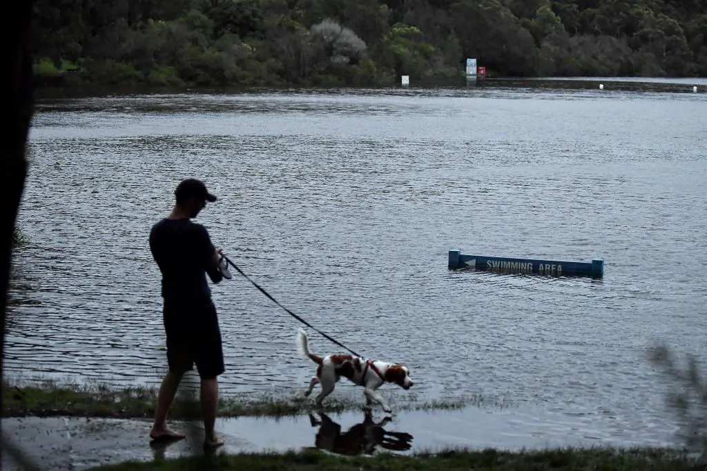 A man walks his dog through flooded park next to the Manly Dam in Sydney, Australia, on March 8, 2022. (Muhammad Farooq/AFP via Getty Images)