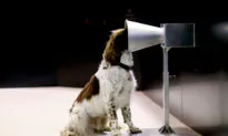 Specially Trained Dogs Able to Detect COVID-19 in People