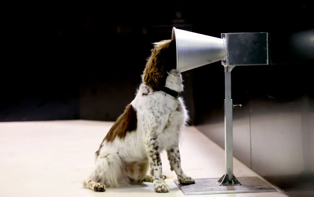 English Springer Spaniel Floki, who is 1 of 2 South Australian dogs taking part the Covid-19 detection training at the University of Adelaide Australia on September 18, 2020. (Photo by Kelly Barnes/Getty Images)