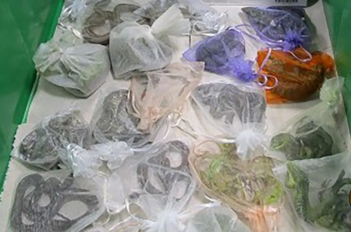Snakes in bags found hidden under and in a man's clothes by U.S. Customs and Border Protection officers at the San Ysidro, Calif. port of entry in February 2022. (U.S. Customs and Border Protection via AP)
