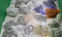 Border Authorities Find 52 Reptiles Hidden in Man’s Clothing