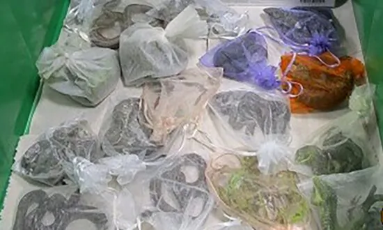 Border Authorities Find 52 Reptiles Hidden in Man’s Clothing