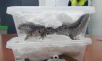 Live Animals Openly Traded on Open Web: Australian Research