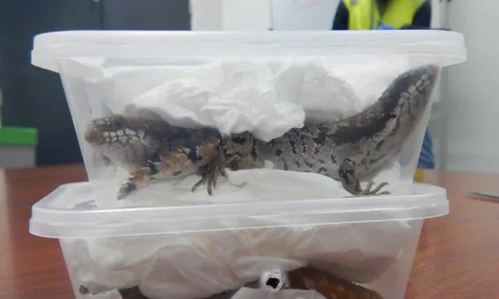 Live Animals Openly Traded on Open Web: Australian Research