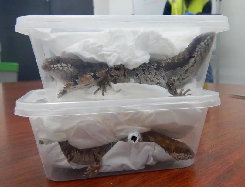 The lizards detected in the seizure. (Australian Government Department of Home Affairs)