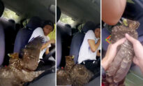 VIDEO: Injured Eagle Swoops Into Man’s Van While He’s Driving in Jungle, So He Nurses It Back to Health