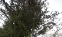 Professional Tree Climbers Exist, and Their Mission Is to Help People Conquer Their Fears