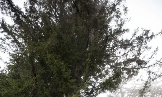 Professional Tree Climbers Exist, and Their Mission Is to Help People Conquer Their Fears