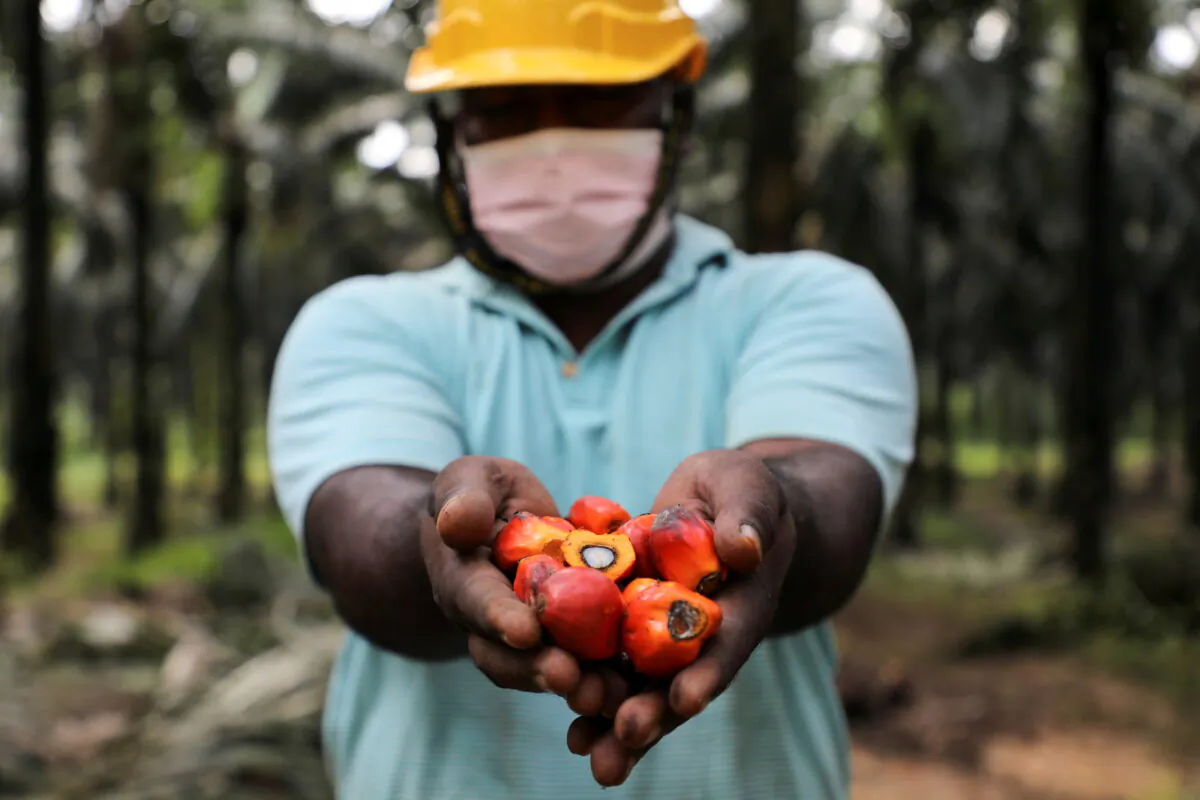 A worker holds palm oil fruits while posing for a picture at an oil palm plantation in Slim River, Malaysia, on Aug. 12, 2021. (Lim Huey Teng/Reuters)