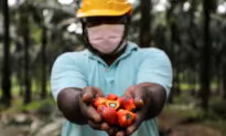 Palm Oil Becomes Costliest Vegoil as Ukraine War Halts Sunoil Supply