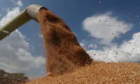 Ukraine War Creates Wheat Crisis in Middle East and North Africa, China Looking to Take Advantage