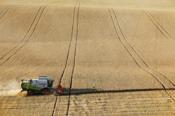 Una cosechadora cosecha trigo en un campo en la región de Stavropol