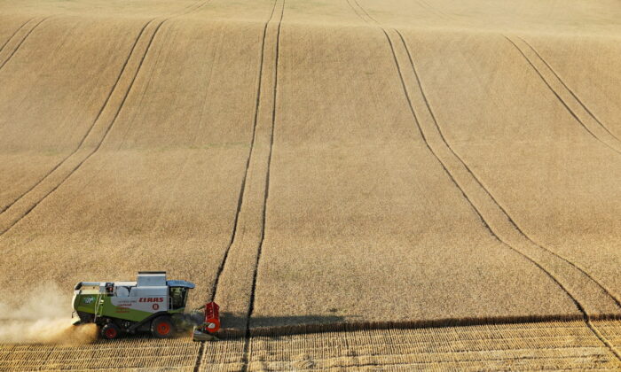 A combine harvests wheat in a field near the village of Suvorovskaya in Stavropol region, Russia, on July 17, 2021. (Eduard Korniyenko/Reuters)