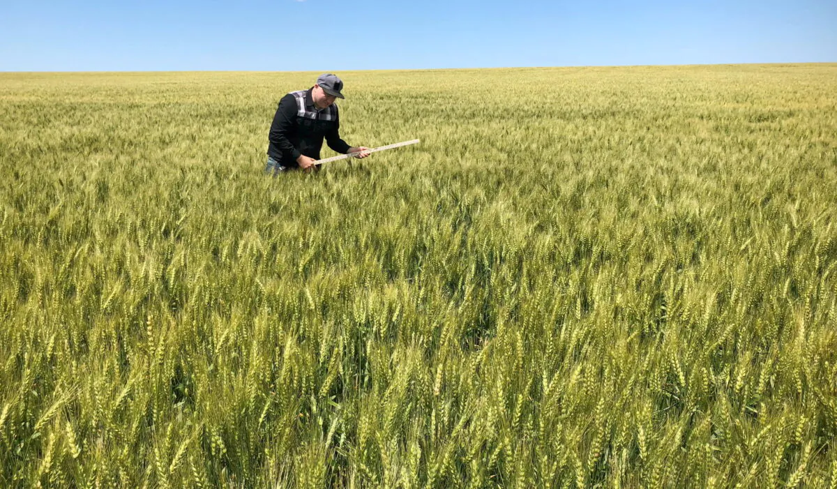 A scout on a Wheat Quality Council tour checks a spring wheat field in east-central N.D. on July 24, 2018. (Julie Ingwersen/Reuters)