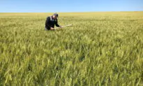 Wheat Prices Soar on Ukraine Fears, but US Growers Can’t Cash in