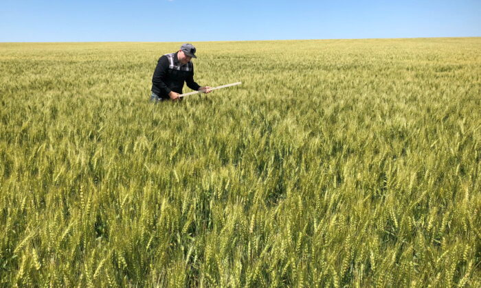 A scout on a Wheat Quality Council tour checks a spring wheat field in east-central N.D. on July 24, 2018. (Julie Ingwersen/Reuters)