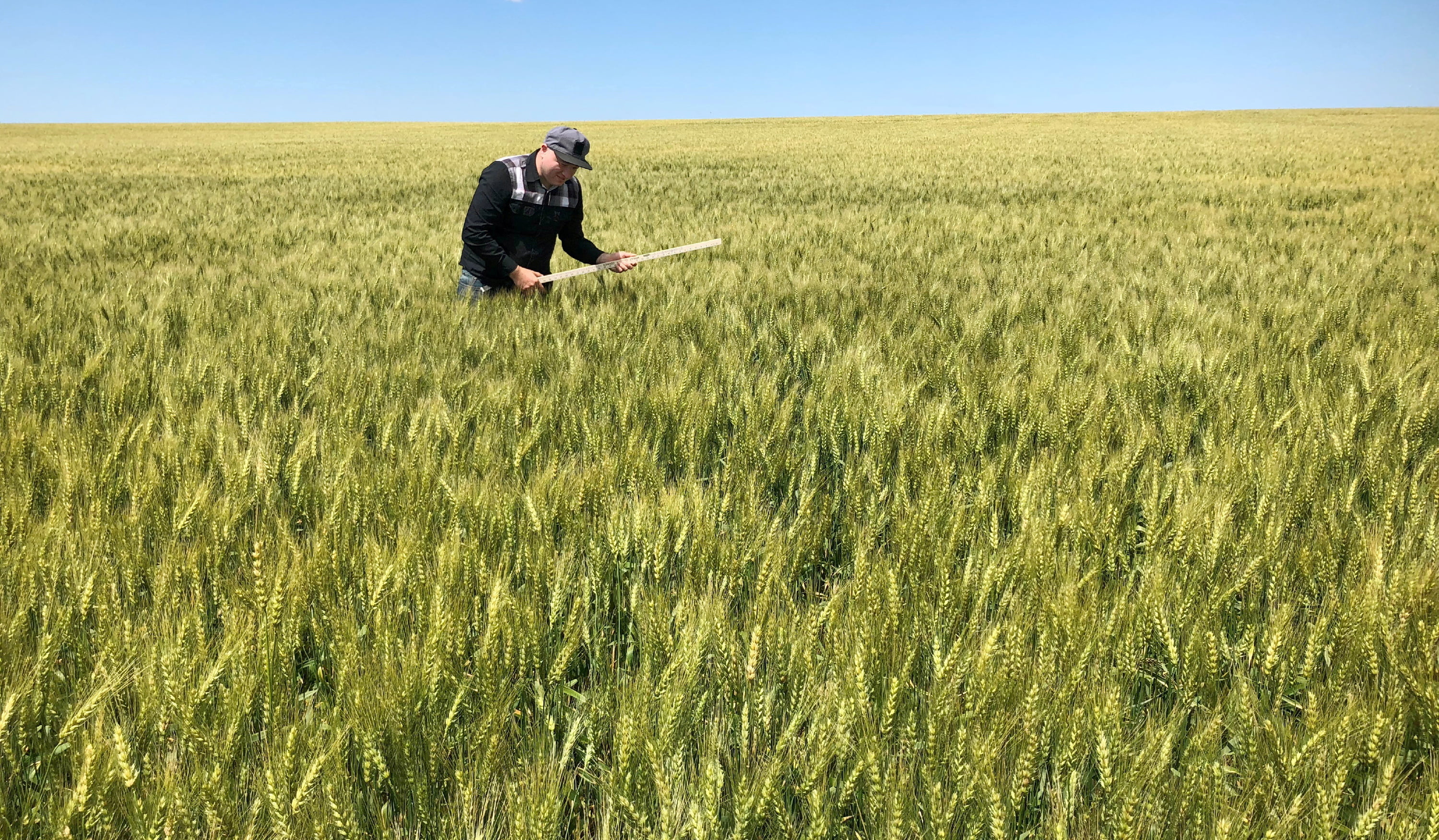 Wheat Prices Soar on Ukraine Fears, but US Growers Can't Cash in - Vimarsana News