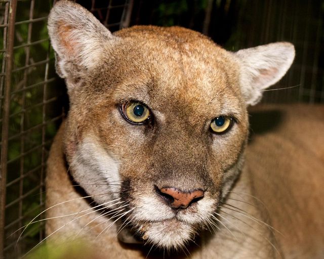 NextImg:LIVE NOW: Hollywood Holds Memorial for the Mountain Lion