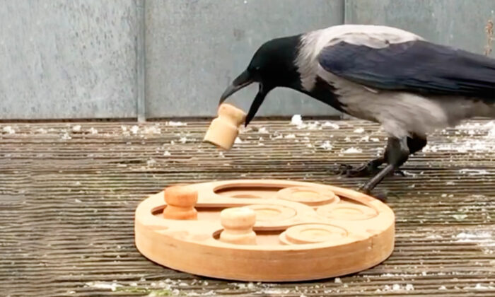 Wild Crow Befriends a Teacher, Visits Her House Every Day for Games and Treats