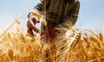 Farmers Struggling With Increased Food Demands, Supply Chain Disruptions