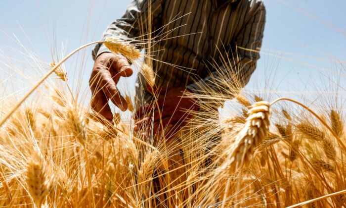 2020 年 6 月 18 日，一名农民在叙利亚首都大马士革以南 al-Kaswa 农村的一块田地里收割小麦。（Louai Beshara/AFP via Getty Images）