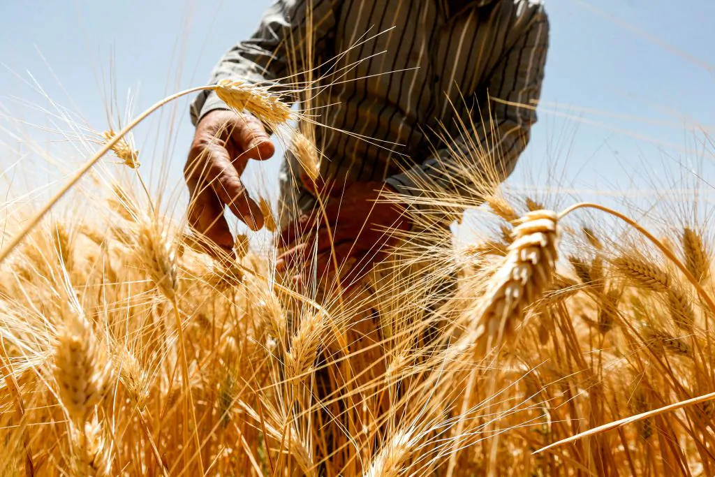 A farmer harvests wheat in a field in the countryside of al-Kaswa, south of Syria's capital Damascus, on June 18, 2020. (Louai Beshara/AFP via Getty Images)