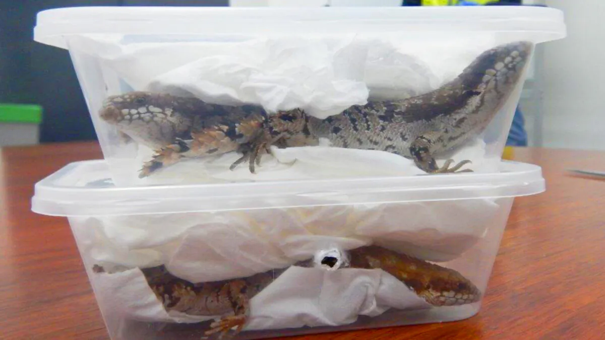 The lizards detected in the seizure. (Australian Government Department of Home Affairs)